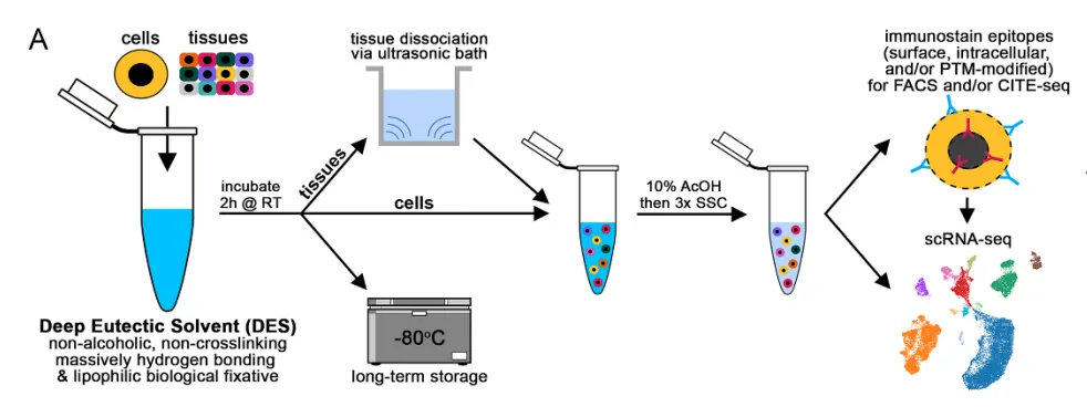Diagram of the deep eutectic solvent (DES) workflow: cells and tissues are dissociated, stored long-term at -80°C, then processed for immunostaining and FACS, CITE-seq or scRNA-seq